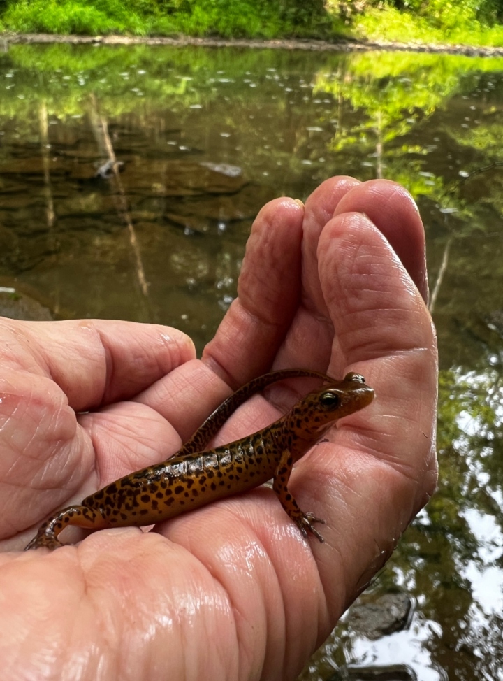 Longtail Salamander